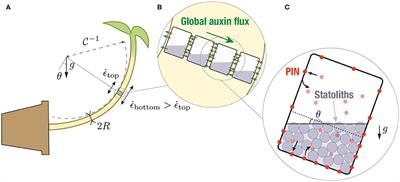 An Integrative Model of Plant Gravitropism Linking Statoliths Position and Auxin Transport